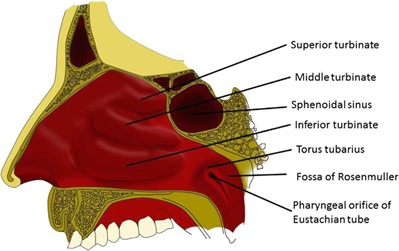 Nasopharynx&nbsp;from&nbsp;piece&nbsp;sagittal
