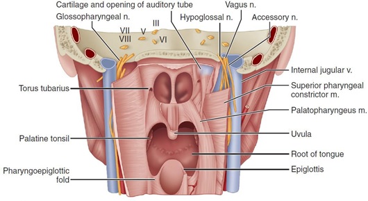 Nasopharynx&nbsp;from&nbsp;piece&nbsp;coronal