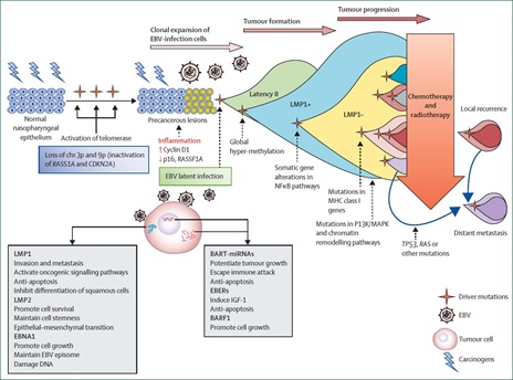 Infection&nbsp;EBV&nbsp;And&nbsp;Change&nbsp;Genomics&nbsp;in&nbsp;Development of Nasopharyngeal Carcinoma