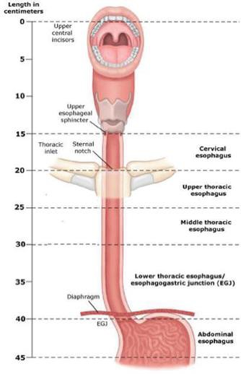 Figure 2. Part from Esophagus. 6