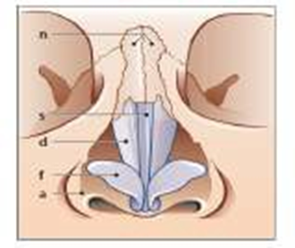 Picture&nbsp;1.&nbsp;Anatomy&nbsp;framework&nbsp;nose&nbsp;from&nbsp;part&nbsp;front 8