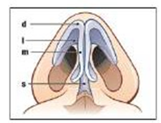 Picture 2 . Anatomy framework nose from view lower