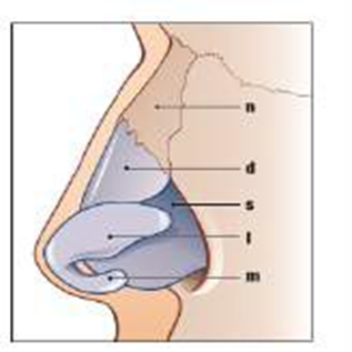 Picture&nbsp;3 .&nbsp;Anatomy&nbsp;framework&nbsp;nose&nbsp;8