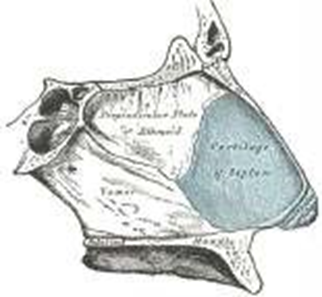 Picture 4. Organ Odor, bone And cartilage septum nose; Viewed from Right side 6