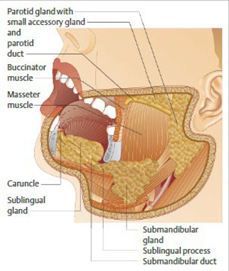 Gland&nbsp;major&nbsp;saliva