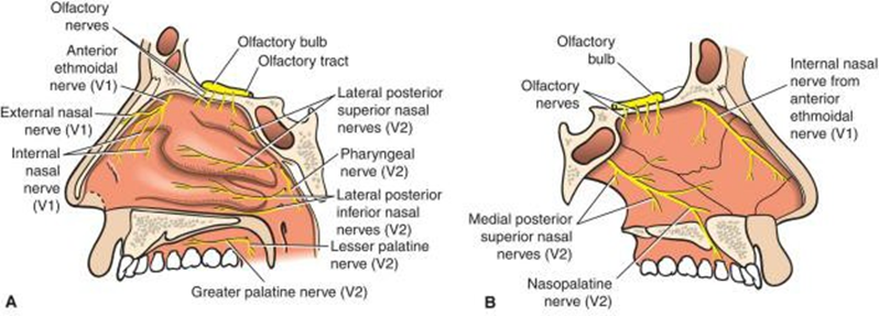 Picture 3. Nasal Cavity Innervation