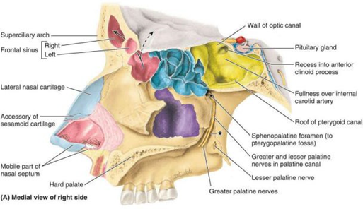 Picture 5. Paranasal Sinuses 12