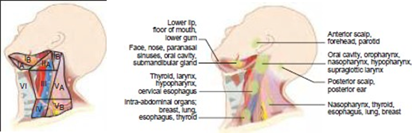 Distribution&nbsp;level&nbsp;gland&nbsp;sap&nbsp;clear&nbsp;on&nbsp;neck&nbsp;(A)&nbsp;And&nbsp;regional lymph node groups drain a particular primary site (B).