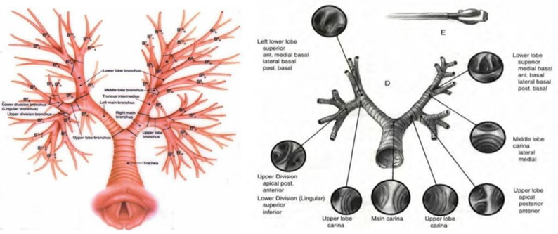 Picture 2.1 Anatomy of the tracheobronchial tract