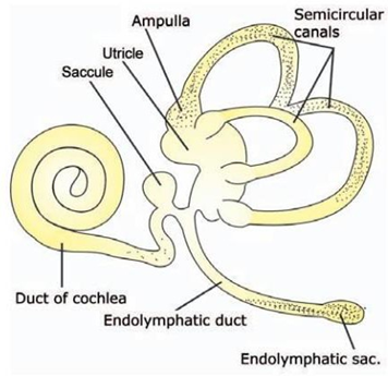 Picture 2.3. Anatomy labyrinth membranous 12