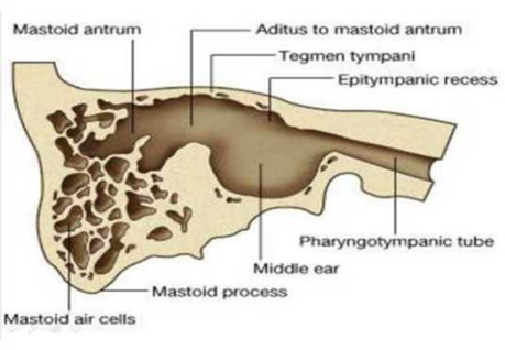 Picture 2.4. Anatomy Bone Mastoid 12