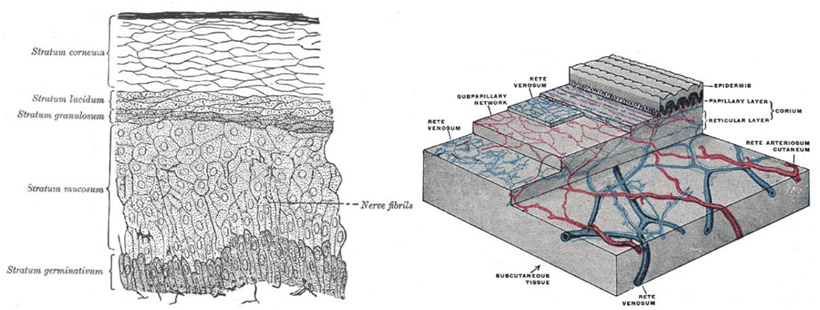 Picture 1. Structure Anatomical And Histology Skin Network . 6