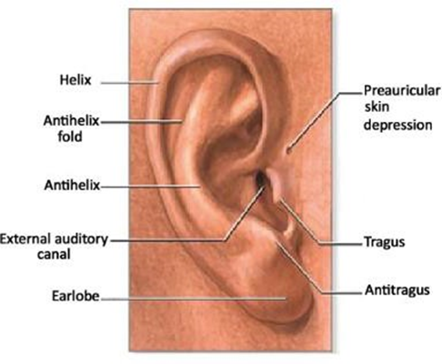 Picture 2. Anatomy Auricular Lobules on Pinna 7