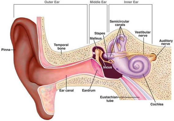 Picture 1. Anatomy ear 5
