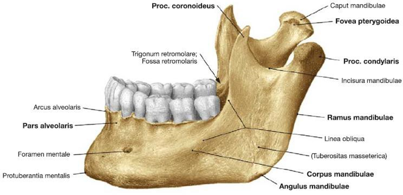 Picture 2. Mandible from side lateral left. 5