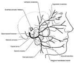 Picture 1 . Gland parotid And branching facial nerve