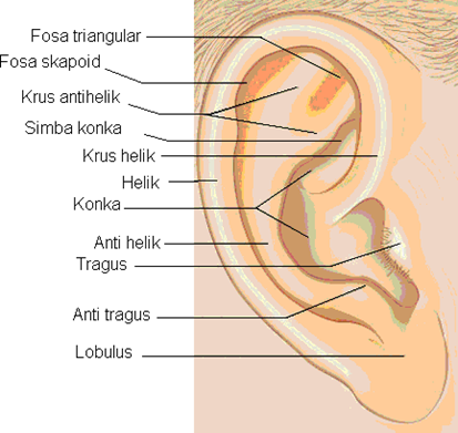 Picture 1. Anatomy earlobe . 8