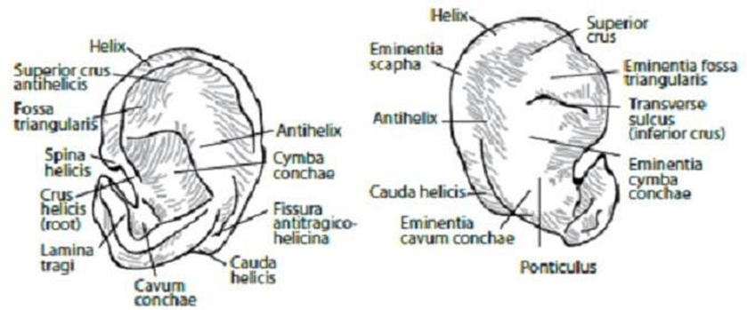 Picture 2. Cross section cartilage leaf ear. 1