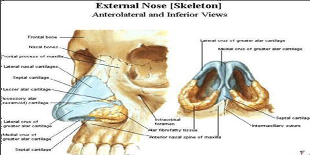 Picture 2.1 Anatomy bone nose 2