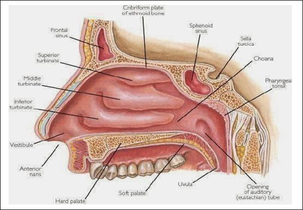 Picture 2.2 Anatomy nose 4