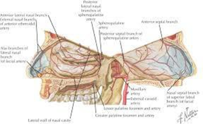 Picture 2.3 Nasal vascularization 4