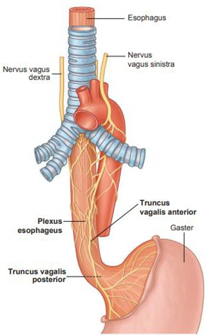 Picture 1. Anatomy Esophagus Normal compared to with SMW. 3.4