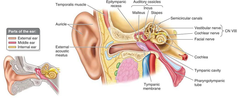 Figure 2.1 Anatomy parts of the ear 1