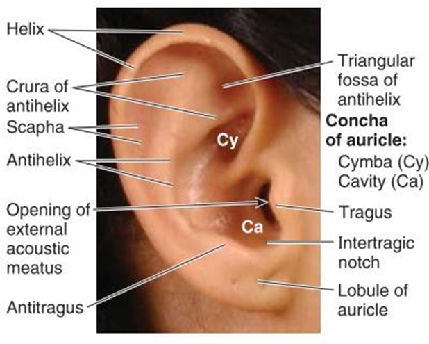 Picture 2.2 Anatomy ear outside 1