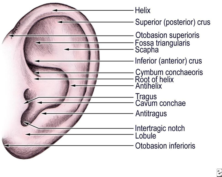 Picture 2.3 Anatomy ear outside 8