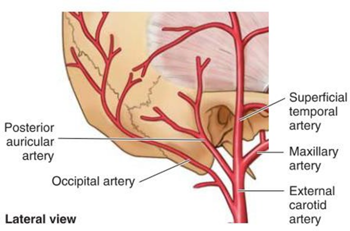 Figure 2.4 Arterial supply to the leaf ear 1