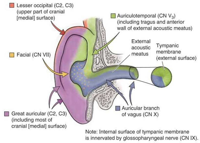 Figure 2.5 Nerve supply (innervation) on earlobe 1