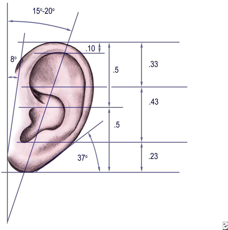 Picture 2.6 Dimensions and proportion of outer ear 8