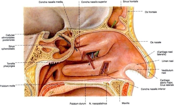 Picture 1. Anatomy Cavity Nose 1