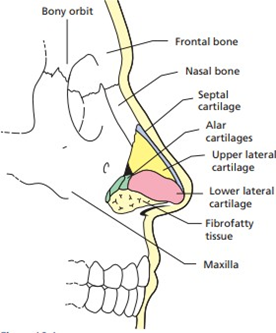 Picture 2. External nose structure 3