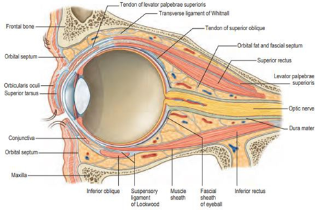 Orbit And Structure Anatomical in Inside