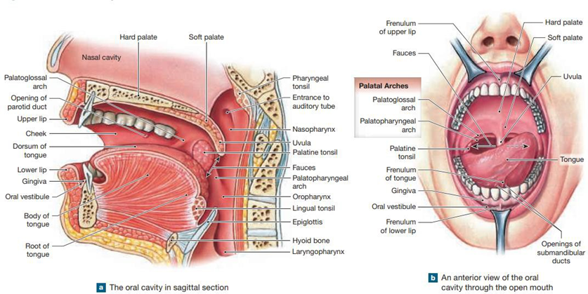 Picture 1. Anatomy Tongue. 8
