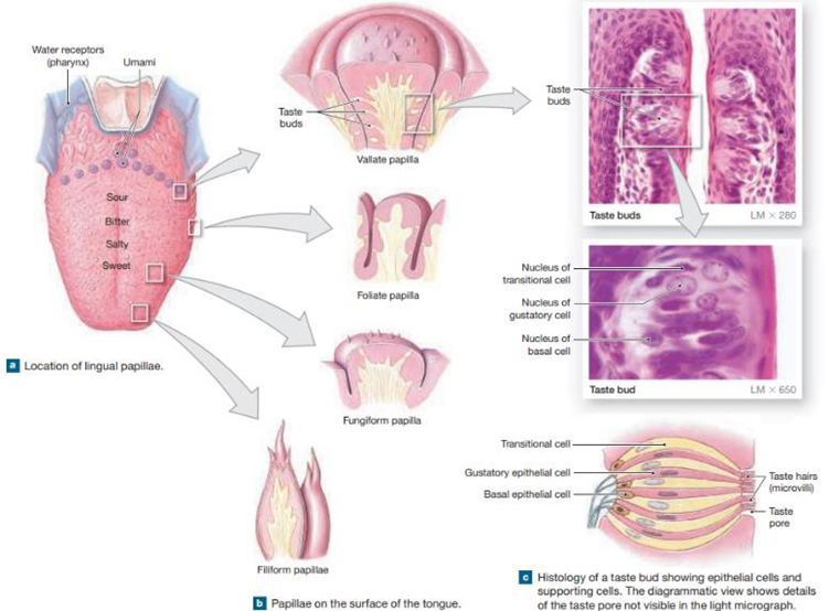 Picture 2. Gustasi And Papilla Tongue. 8