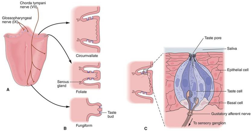 Figure 3. Tastebuds are located on the papillae of the human tongue. A)
