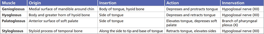 Muscle&nbsp;On&nbsp;Tongue.
