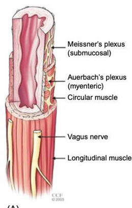 Picture 1. Anatomy esophageal neuromuscular 