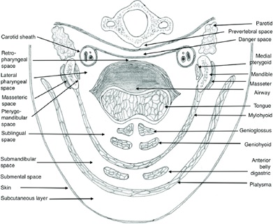 Potential Space Neck In
