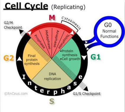 Cell Cycle