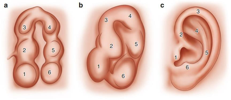 Development embryological leaf ear