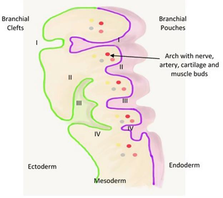 Picture 5. Origin ear branching 4 .