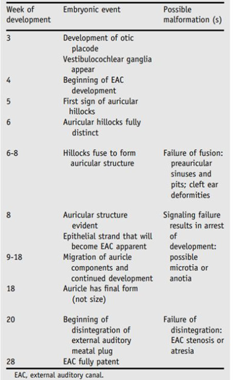 Table 1. Summary development embryology on ear outside. 4