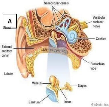 Picture&nbsp;schematic&nbsp;ear
