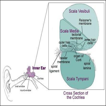 Cross section&nbsp;transverse cochlea