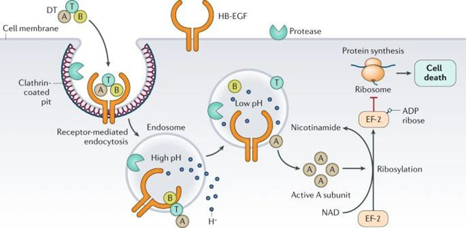 Picture 2. Mechanism Toxin Diphtheria. 24