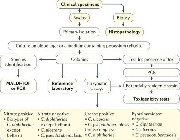 Picture 8. Algorithm Diagnosis. 24