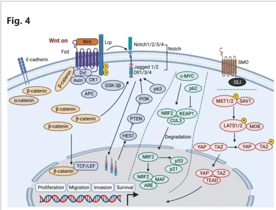 Track Wnt/β-catenin And Notch